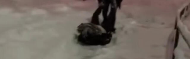 “Bebino prvo sankanje”: Urnebesan snimak Bosanca kako spušta trudnicu niz zavejano brdo