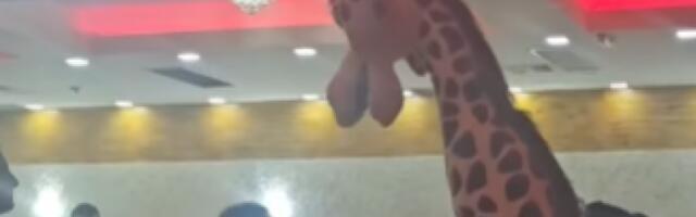 Ovo svet još nije video: Žirafa napravila haos na veselju - Srbi u šoku (VIDEO)