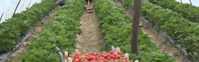 Evo posla: Vlasnici plantaža u ovom kraju već traže radnike