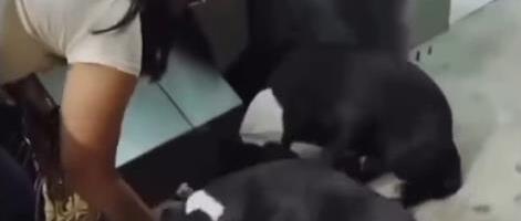 Žena nahranila ulične pse, a onda je jedan odlučio da reaguje, usledilo je nešto što niko nije očekivao (video)