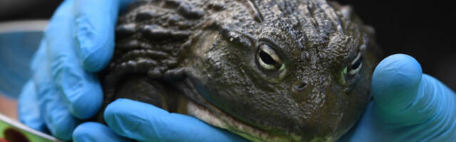 Биолошки роботи са развијеним нервним системом отварају нова врата у лечењу