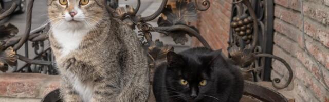 5 fascinantnih mačaka koje su ušle u istoriju: Od ratnog heroja, do demona i milionskog krznenog naslednika