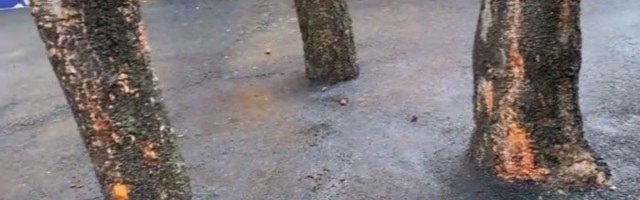 VIDEO: Trgovinski lanac asfaltirao i stabla ispred objekta