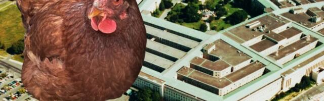 Kokoška pokušala da prevari obezbeđenje Pentagona