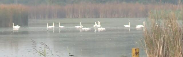 Epidemija ptičijeg gripa u Borči