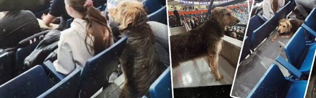 Kucu Čička traži ceo Zemun: Od Altine došao je do Arene, gledao utakmicu i nestao!