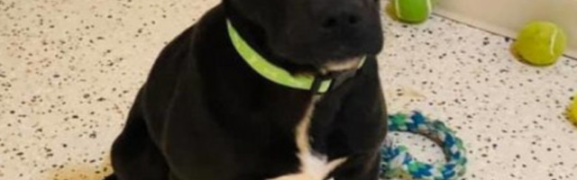 Pet suptilnih načina pomoću kojih vaš pas potajno traži pomoć od vas