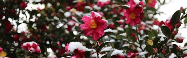 Kamilije će bogato cvetati: Evo koja sorta daje divne cvetove tokom cele zime