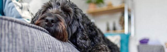 Vlasnici odveli „umirućeg“ psa kod veterinara: Pogodite koja dijagnoza im je "pojela" stotine funti