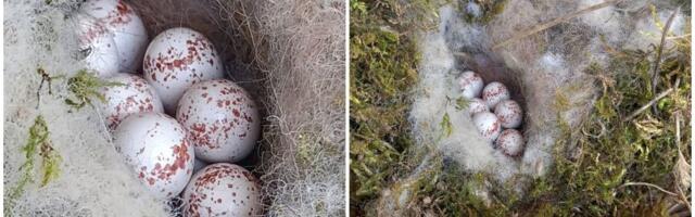 Srpkinja našla gnezdo na najneverovatnijem mestu: Evo koja ptica se uselila na njen posed i ostavila je u šoku