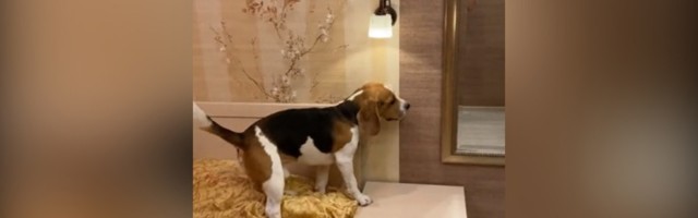 PREPAMETAN pas: Gasi svetlo kad mu se kaže (VIDEO)