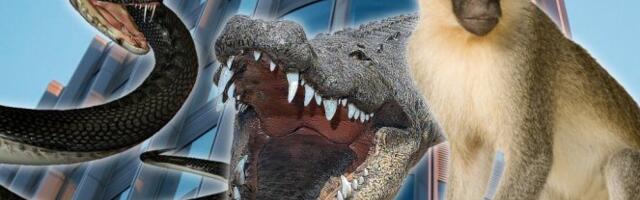 PITON, BOA, ALIGATOR I MAJMUN U STANU! Smederevac dobio krivilnu prijavu zbog držanja egzotičnih životinja bez dokumenata