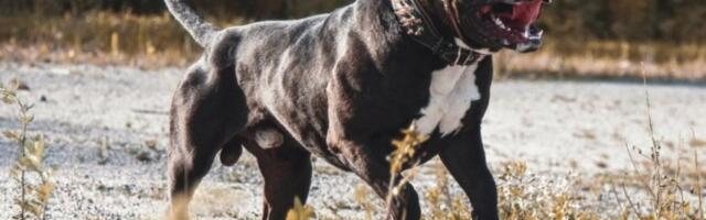 OKRUŽILI SU GA SA SVIH STRANA! TROGODIŠNJAKA RASTRGLI PSI NA ULICI! Trojica ga napala, a još 30 iz čopora pretilo prolaznicima