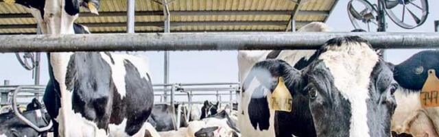 Увоз млека смањен за трећину у односу на прошлу годину