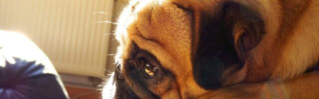 Podgorica zabranila nekomercijalno razmnožavanje pasa i mačaka