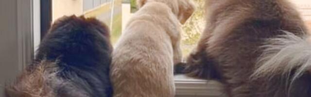 Kad VEŠTAČKA INTELIGENCIJA pogreši: Žena ostala bez posla i para zbog objave pasa na Instagramu