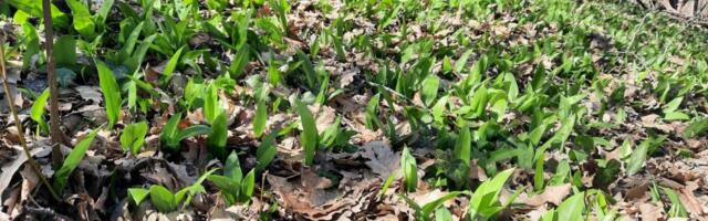 Kako su slučajni putnici otkrili raj na zemlji: Priča o prestonici sremuša u Srbiji