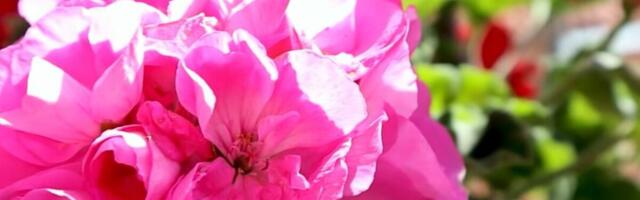 Malo koja domaćica zna kako se pravilno zalivaju muškatle! Samo ovako će najlepše da cvetaju