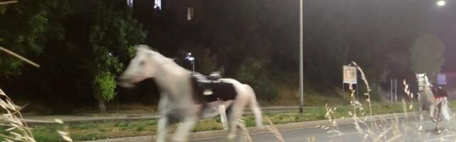(VIDEO) Stampedo konja projurio Rimom! Neverovatni snimci obilaze svet - policajac zapalio vatromet, a onda je nastao nesvakidašnji haos