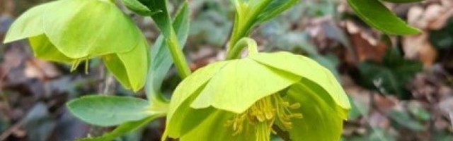 IZUZETNA BILJKA KOJA JE I OTROV I LEK! Kada je jednom posadite, godinama će krasiti vašu baštu!