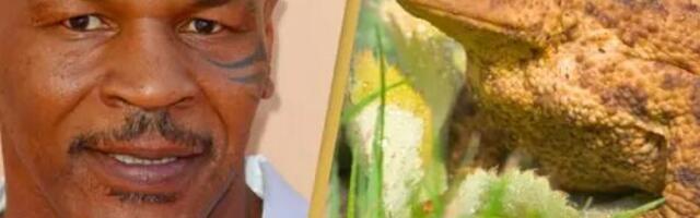 Majk Tajson tvrdi da je umro prvi put nakon upotrebe haluciogenih žaba