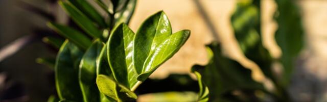 Biljke koje uspevaju čak iako ih ZABORAVITE: Kraljice izdržljivosti, idealne za kuću