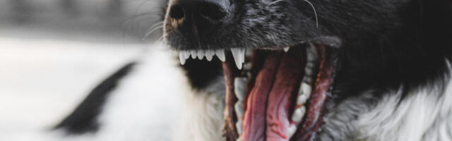 Šta je pseći autizam? Ako kod ljubimca primetite čudne obrasce ponašanja obratite se veterinaru