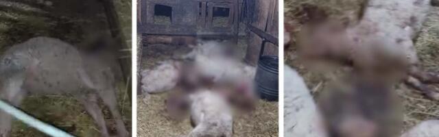 Upada na imanja i kolje stoku: Otisci zveri u blatu prestravili meštane Zaselja (FOTO)
