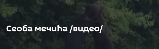 Сеоба мечића /видео/