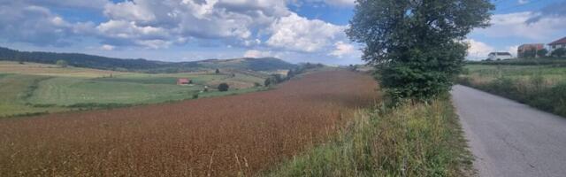 Златар престоница хељде у Србији