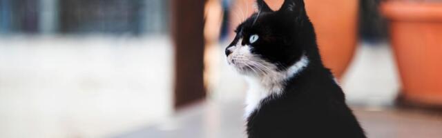 Mačak 9 meseci vodio dvostruki život: Drugi vlasnici mislili da je skitnica, evo kako je njegova tajna otkrivena