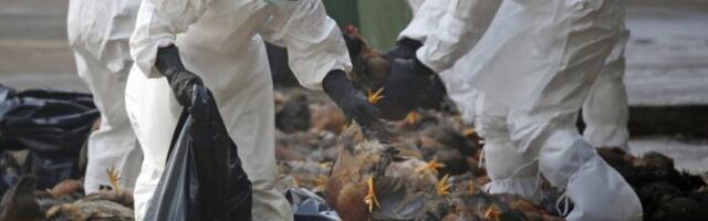 ALARM U NIKŠIĆU! Potvrđen virus ptičjeg gripa u Crnoj Gori!