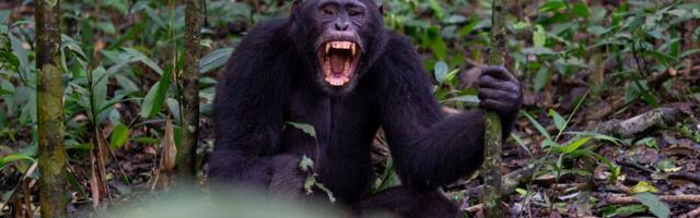 KRVAVI RAT U SRCU AFRIKE Nekadašnji saveznici sada se nemilosrdno ubijaju, broj žrtava raste, javnost u šoku