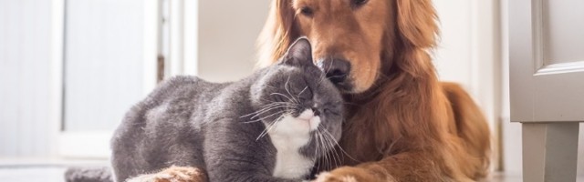 Veterinar: Mačkoljupci neurotični, ljubitelji pasa žele uspeh!