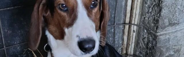 Mila ne poznaje zagrljaje, ali zna za odanost: Ova mirna duša još sanja o svojoj porodici i domu