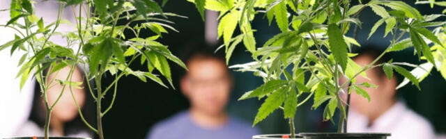 САД: министарство правде сврстало марихуану у мање ризичну категорију