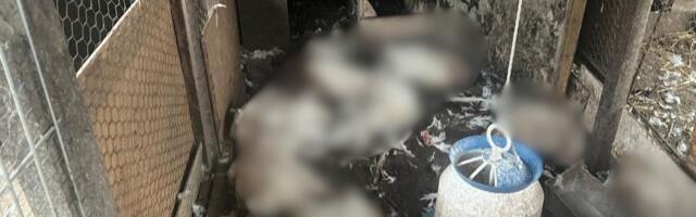 Pravi horor u selu kod Čačka! Domaćin zatekao stravičan prizor u kokošinjcu, poznato kako je nastao pokolj