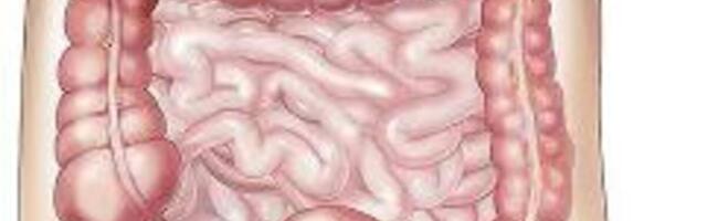 OVO VOĆE JE PRAVI MELEM ZA CREVA! Svi ga prekaču, a broj JEDAN je za ljude koji BOLUJU OD...