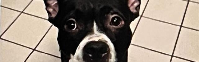 Smrt ovog psa prenerazila Floridu: Vlasnik hladnokrvno pogubio Dekstera četiri dana posle udomljavanja