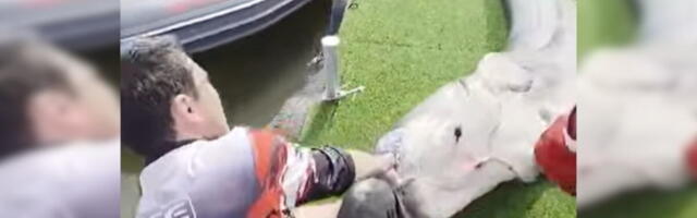 IZ DUNAVA IZVUKLI SOMA OD GOTOVO TRI METRA! Neverovatan ribolovački poduhvat, njih trojica se borili sa MONSTRUMOM: Pogledajte scenu kakva dugo NIJE VIĐENA
