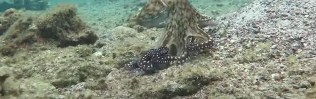 Morsko biće iznenadilo kupače: Stručnjaci zbunjeni kako je dospelo do obale, a izgleda neverovatno