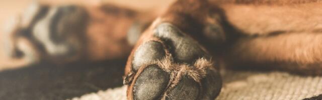 U Leskovcu otrovani napušteni psi: "Ovo je krivično delo"