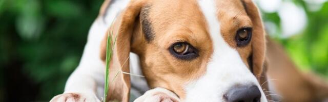 Dreser otkriva idealnog psa za vaš dom: Ove tri rase preporučio bih svakome