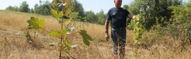 „Kum” se vraća u visove Javora