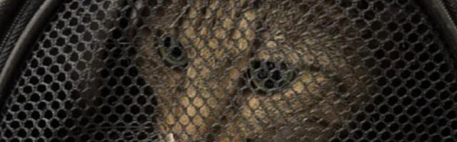 Авантуре мачка Теодоса: Заборављен у возу, пропутовао скоро целу Русију