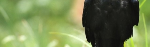 Gavranovi na testovima mogu da postignu rezultate na nivou sedmogodišnjeg deteta