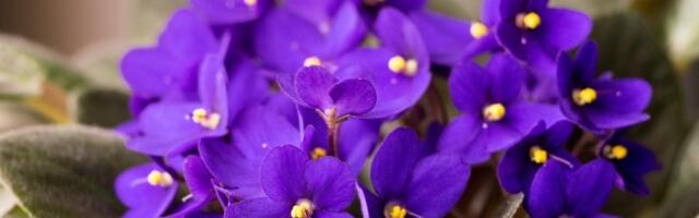 Trik koji OPORAVLJA ljubičice: Zalijte ih rastvorom od 2 sastojka, biće zdrave, bujne i PRELEPE