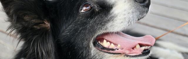 Pseća demencija: Kako prepoznati kognitivni pad kod starijih pasa