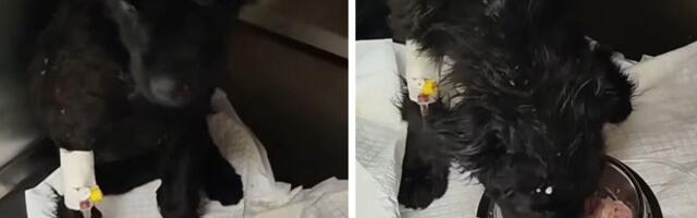 Zvezdica pobedila parvo: Mala crna dama iz šume pojela prve obroke i oporavlja se od teške bolesti