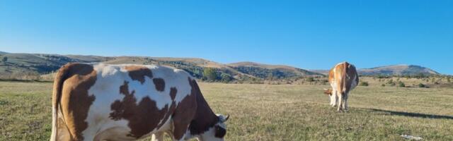 Opština Nova Varoš će i ove godine subvencionisati veštačko osemenjavanje krava